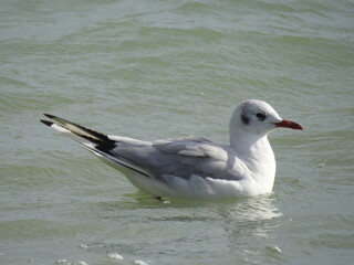 Seagull on the water