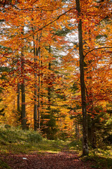 Colorful forest in the fall