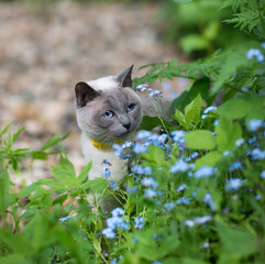 Thai cat with blue eyes in the grass among blue flowers. Image with selective focus.
