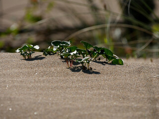 lierre  sur dune