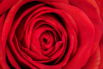 Centre of a single red rose