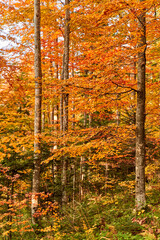 Colorful forest in the fall