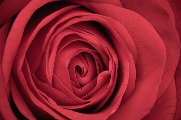 Centre of a single red rose