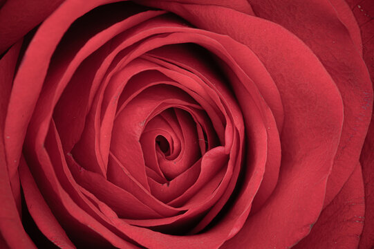 Centre of a single red rose