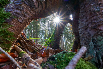 Sun underneath a root