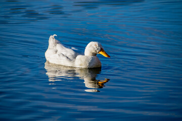White pekin ducks with closed eyes, swimming on a lake