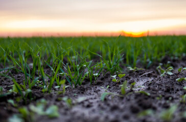 Close up young green wheat seedlings growing in a soil on a field in a sunset. Close up on sprouting rye agriculture on a field in sunset. Sprouts of rye. Wheat grows in chernozem planted in autumn.