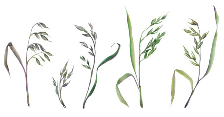 grass isolated on white