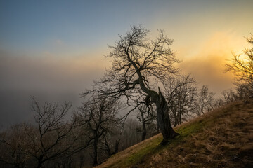 Old inclined tree on a hillside at sunset and in foggy autumn weather