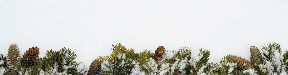 Snow covered green spruce branches with fir cones on a snowy white background.