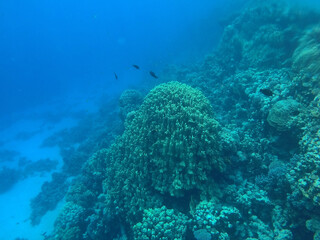  Tropical coral reef. Ecosystem and environment. Egypt. Near Sharm El Sheikh