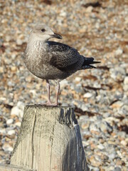 Seagull on a wooden pole