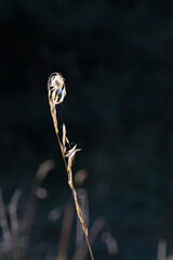 detail of corn with spider web
