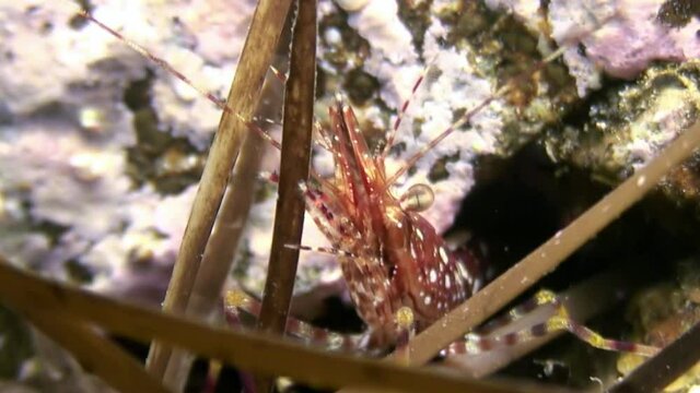 Red shrimp in the grass on the seabed under water looking for food. He turns and his body is clearly visible from all sides. Underwater close-up in Pacific Ocean Japanese sea.