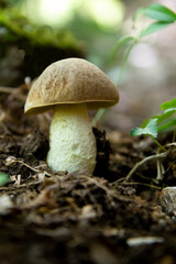 Leccinum scabrum is an edible mushroom belonging to the Boletaceae family