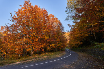 Fototapeta premium Road through forest during fall season