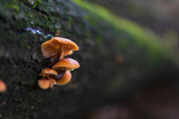 Several orange mushrooms growing on a tree in the forest. Selective focus .