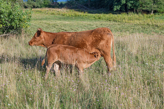 calf suckle at mothers udder at the meadow