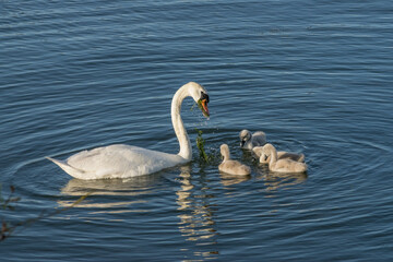 Swan feeding goslings weed on blue water in the sunshine. Three goslings and one parent family.