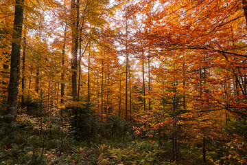Colorful forest in the fall