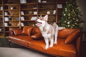 Pet and merry christmas and happy new year concept. Cheerful puppy male husky has fun in living room with large bookshelves, library and sofa in Christmas time evening. Dog home decor new year © Elizaveta