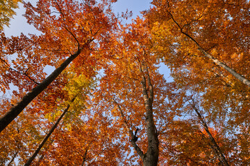 Colorful forest in the fall