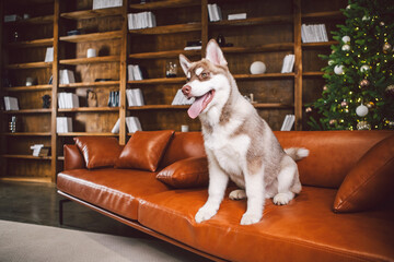 Baest friend, husky dog, puppy having fun in classic interior of luxury housing on eve of new year...