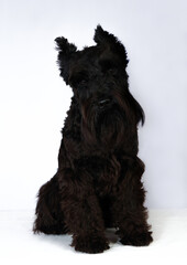 Black schnauzer of black color posing on a white background. Close-up. Selective focus.