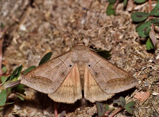 Withered Mocis Moth Mocis marcida blending in with brown ground cover in Houston, TX. Common in the Southern tropical US States.