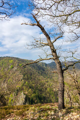 Fototapeta na wymiar Landschaft mit Baum und Felsen im Harz