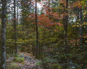 Fototapeta premium in the woods