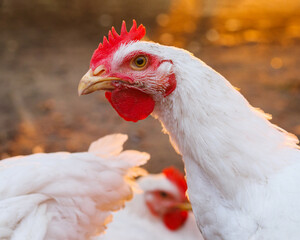 Rooster portrait photo. Domestic chicken photo portrait. Broiler chicken at sunset.