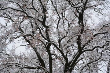 Fototapeta premium A view of a mighty, mature, old oak tree bare branches covered with snow in winter. Large oak tree background as a symbol of strength, resistance and knowledge.