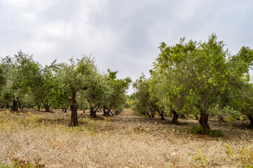 Olive plantation in Crete, the island of olive trees