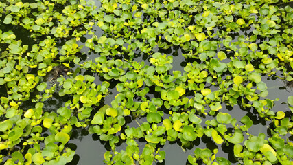 Green Water Hyacinth Eichhornia Crassipes on The Pond.