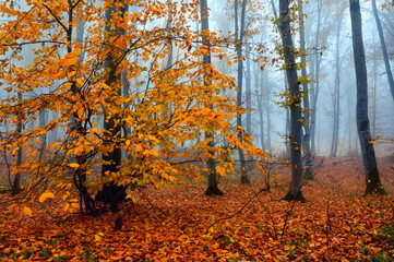 Fantasy foggy forest trees in the autumn mountains