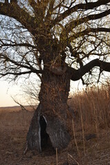 
A tree with a bizarre shape.