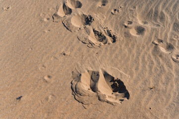 Fototapeta na wymiar Close up of moose trail left in sand