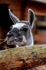 Lama © radek