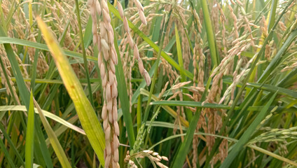 rice in ricefielfd, yellow rice