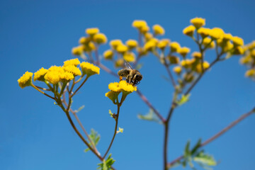 The Bee Collects Nectar From a Yellow Tansy Flower