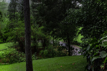 La naturaleza con la vegetación  