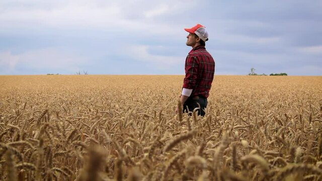 farmer inspects his wheat field before harvest