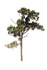 Fototapeta premium Green tree on isolated, an evergreen leaves plant di cut on white background with clipping path..