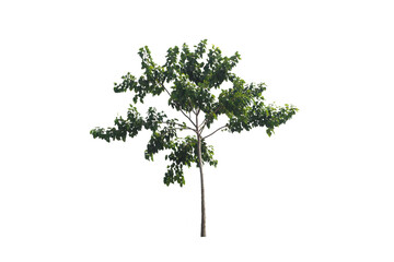 Green tree on isolated, an evergreen leaves plant di cut on white background with clipping path..