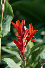 red flower