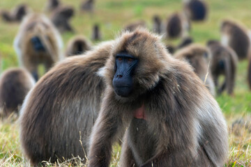 Baboon monkeys, Simien mountains, Ethiopia