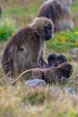 Baboon monkeys, Simien mountains, Ethiopia