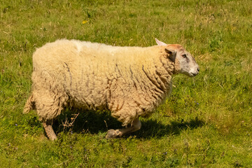 Obraz premium One sheep in a field