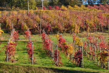 vigneto a spalliera stagione autunnale